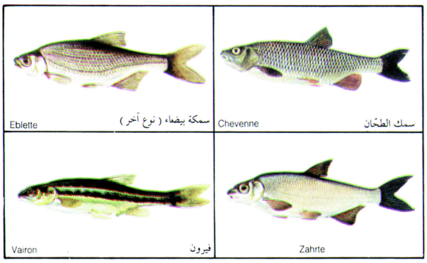 Appendices » Pictures of scale fish - A Code of Practice For Muslims in the  West - The Official Website of the Office of His Eminence Al-Sayyid Ali  Al-Husseini Al-Sistani